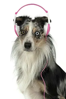 Sittin: DOG. Collie cross with odd coloured eyes, sittin