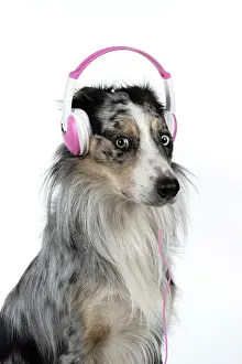 Sittin: DOG. Collie cross with odd coloured eyes, sittin