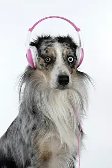 Sittin: DOG. Collie cross with odd coloured eyes, sittin