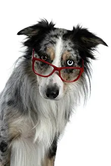Sunglasses: DOG. Collie cross with odd coloured eyes, sittin
