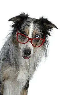 Sittin: DOG. Collie cross with odd coloured eyes, sittin