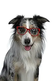 Sittin: DOG. Collie cross with odd coloured eyes, sittin