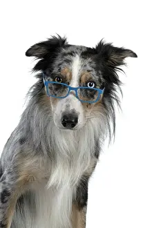Sittin: DOG. Collie cross with odd coloured eyes, sittin