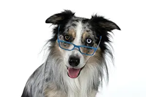 Sittin: DOG. Collie cross with odd coloured eyes, sittin