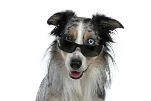 Sunglasses: DOG. Collie cross with odd coloured eyes, sittin