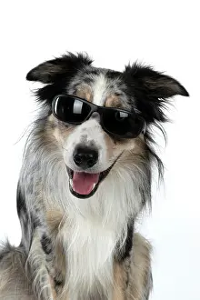 Sunglasses: DOG. Collie cross with odd coloured eyes, sittin