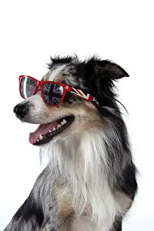 Sunglasses: DOG. Collie cross with odd coloured eyes, sittin