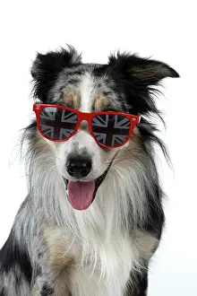 Sunglasses: DOG. Collie cross with odd coloured eyes, sittin