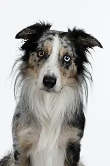 Sittin: DOG. Collie cross with odd coloured eyes, sittin