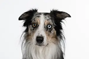 Sittin: DOG. Collie cross with odd coloured eyes, sittin