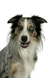 Sittin: DOG. Collie cross with odd coloured eyes, sittin