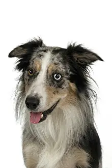 Sittin: DOG. Collie cross with odd coloured eyes, sittin