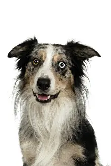 Sittin: DOG. Collie cross with odd coloured eyes, sittin