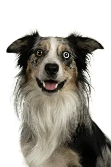 Sittin: DOG. Collie cross with odd coloured eyes, sittin