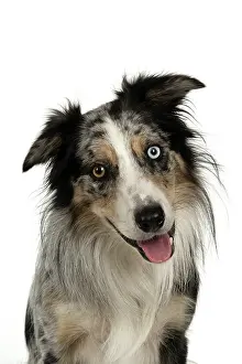 Sittin: DOG. Collie cross with odd coloured eyes, sittin