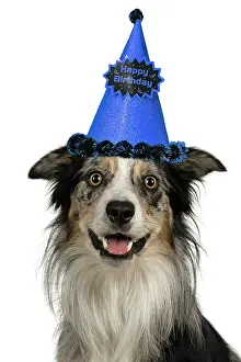 Celebrations: DOG. Collie cross with odd coloured eyes, sittin