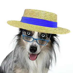 Glasses: DOG. Collie cross with odd coloured eyes, sittin