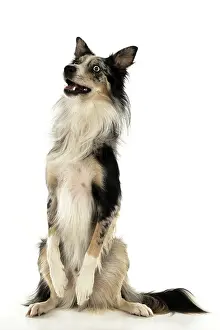 Begging: DOG. Collie cross with odd coloured eyes, sitting up