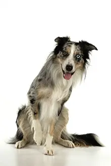 Lifting: DOG. Collie cross with odd coloured eyes, sitting up