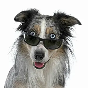 Everyday: DOG. Collie cross wearing sunglasses