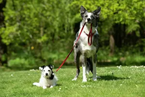 060520: DOG. Collie dog walking little dog on a lead