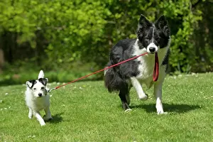 060520: DOG. Collie dog walking little dog on a lead