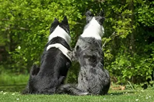 060520: DOG. two Collie dogs sitting together back view