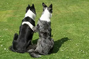 060520: DOG. two Collie dogs sitting together back view
