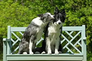 060520: DOG. Collie dogs x2 sitting on a bench, kissing