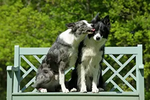 060520: DOG. Collie dogs x2 sitting on a bench, kissing