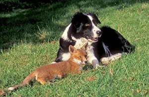 Adopted: Dog - Collie sheepdog with adopted young fox