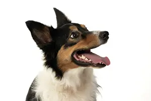 Smiling: DOG. Collie tricolour, head shot, face, expression