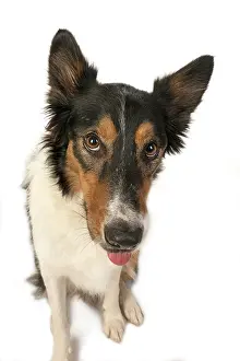 Sticking: DOG. Collie tricolour, head shot, face, expression