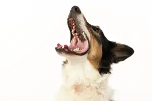 Singing: DOG. Collie tricolour, head shot, face, expression