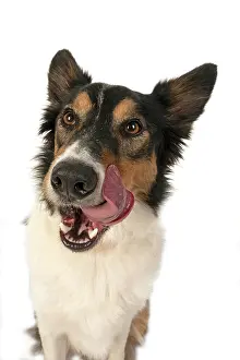 Nose: DOG. Collie tricolour, head shot, face, expression