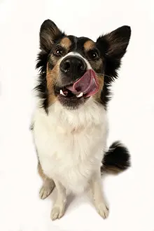 Sticking: DOG. Collie tricolour, head shot, face, expression
