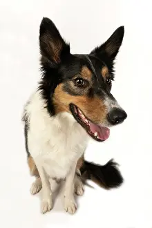 Headshot: DOG. Collie tricolour, head shot, face, expression