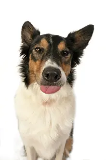 Sticking: DOG. Collie tricolour, head shot, face, expression