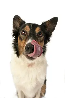 Nose: DOG. Collie tricolour, head shot, face, expression