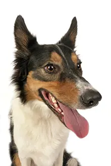 Smiling: DOG. Collie tricolour, head shot, face, expression