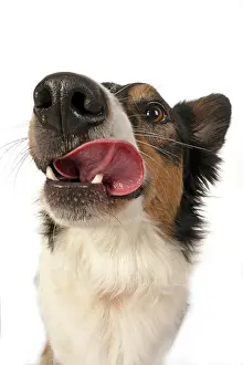 Nose: DOG. Collie tricolour, head shot, face, expression