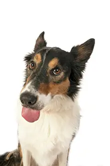 Sticking: DOG. Collie tricolour, head shot, face, expression