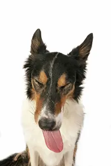 Sticking: DOG. Collie tricolour, head shot, face, expression