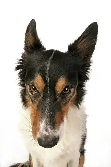 Naughty: DOG. Collie tricolour, head shot, face, expression