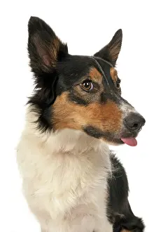 Naughty: DOG. Collie tricolour, head shot, face, expression