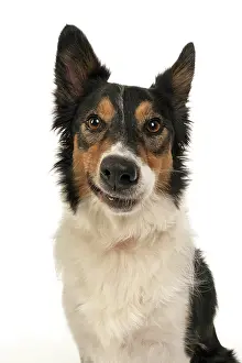 Smiling: DOG. Collie tricolour, head shot, face, expression