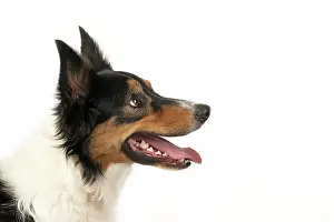 Smiling: DOG. Collie tricolour, head shot, face, expression