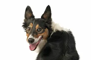 Headshot: DOG. Collie tricolour, head shot, face, expression