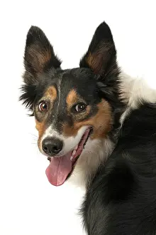 Smiling: DOG. Collie tricolour, head shot, face, expression