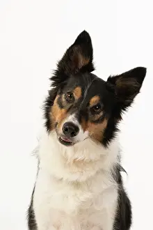 Cocked: DOG. Collie tricolour, head shot looking to camera
